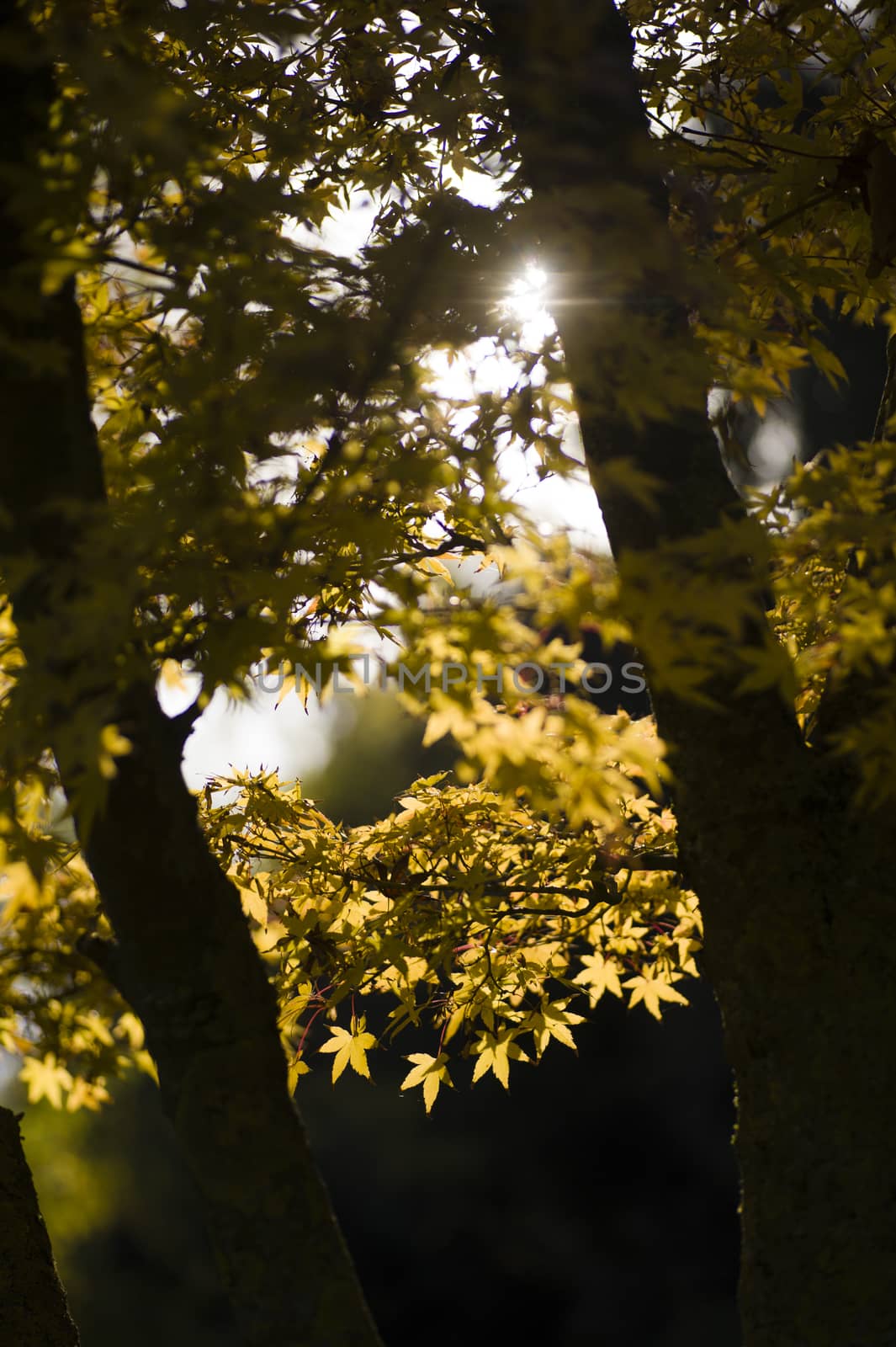 Autumnal leaves of Maple tree in sun back light