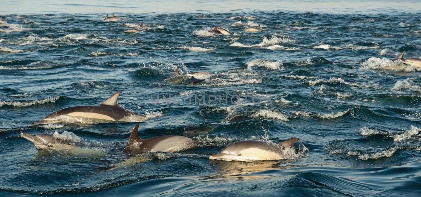 Group of dolphins, swimming in the ocean