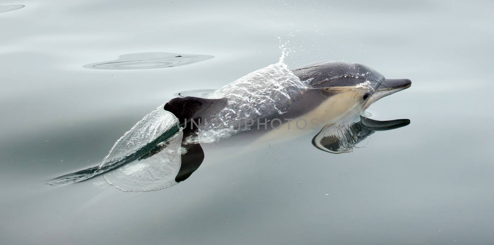 Dolphin (Delphinus capensis) swimming in the ocean