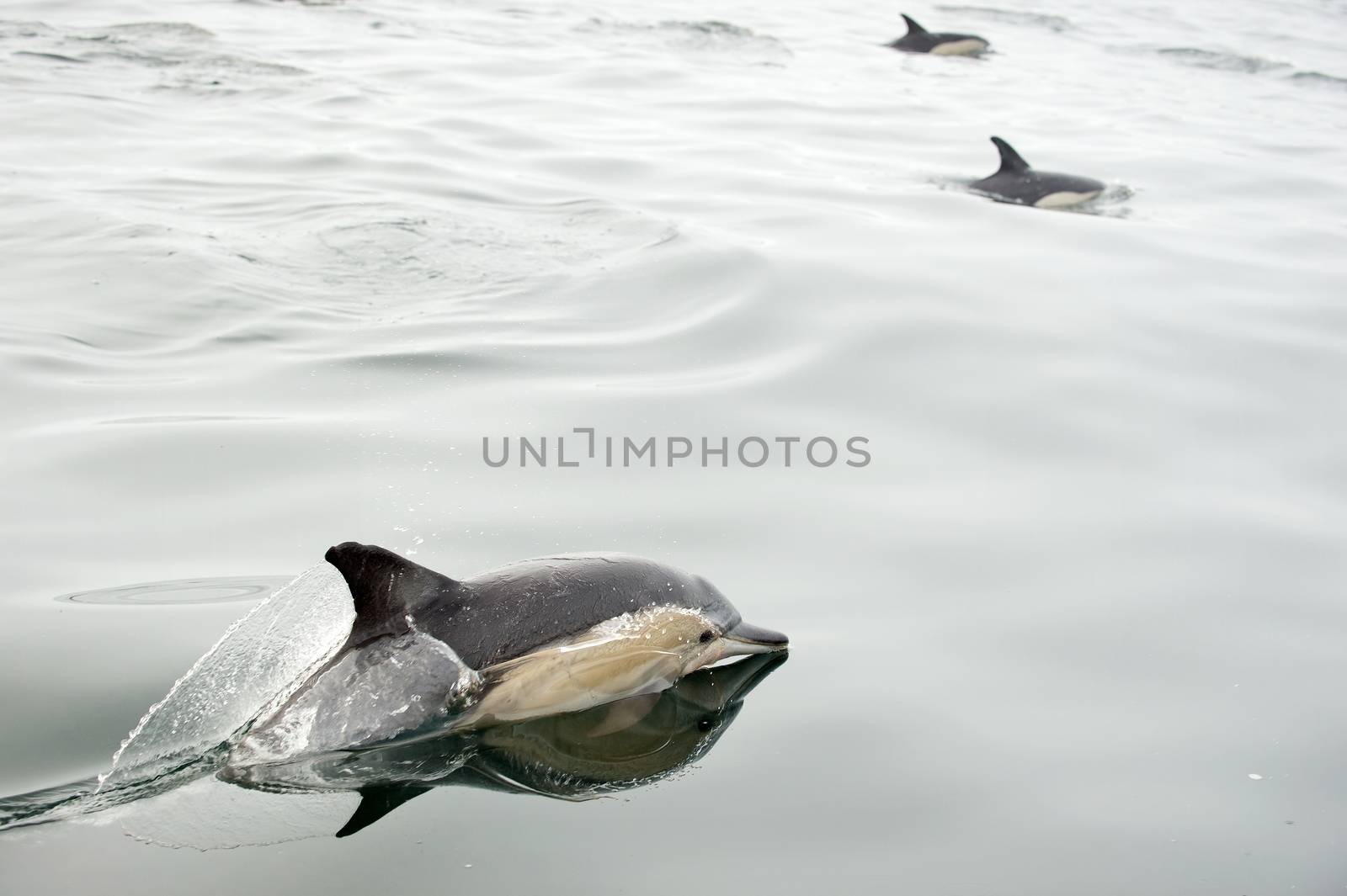 Dolphin (Delphinus capensis) swimming in the ocean