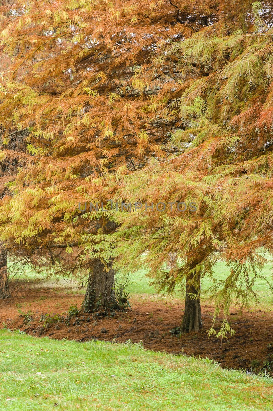 Taxodium distichum bald cypress, also known as bald-cypress,  swamp cypress with Winter leaves.