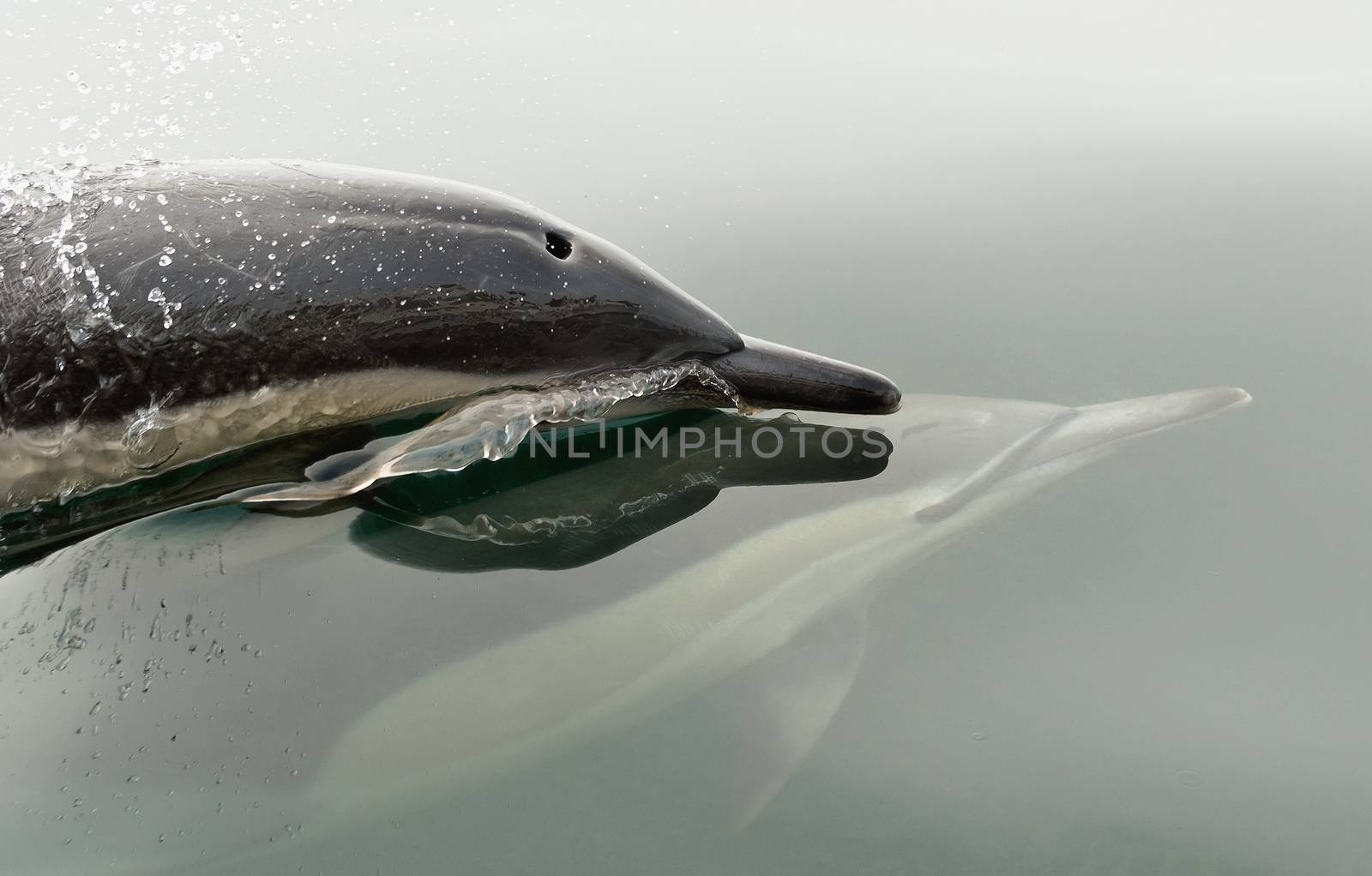 Dolphin (Delphinus capensis) swimming in the ocean