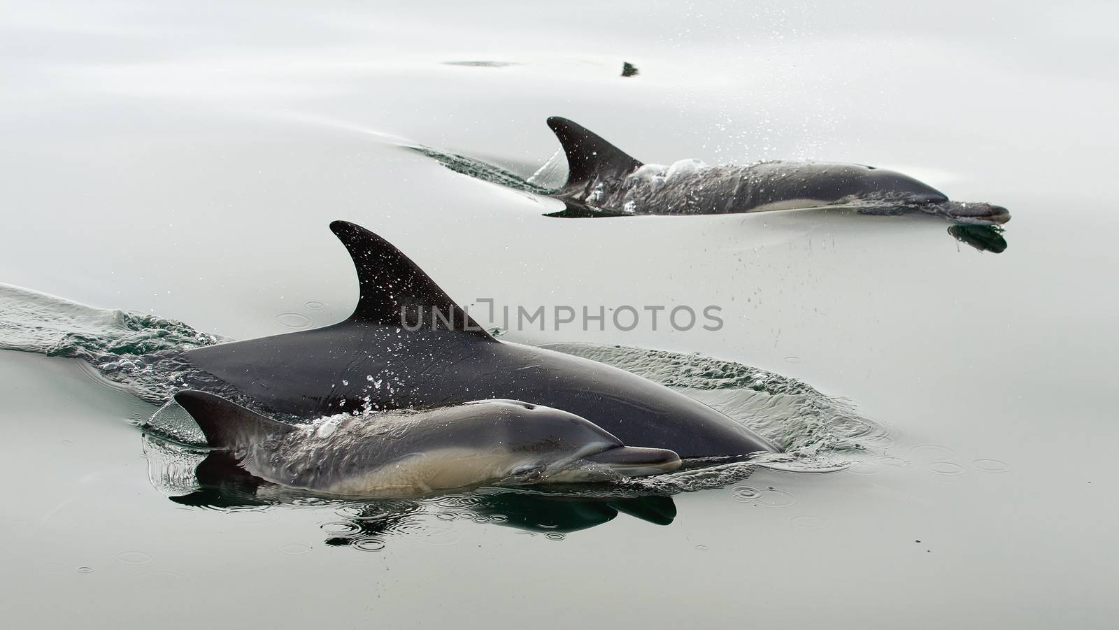 Dolphin (Delphinus capensis) swimming in the ocean