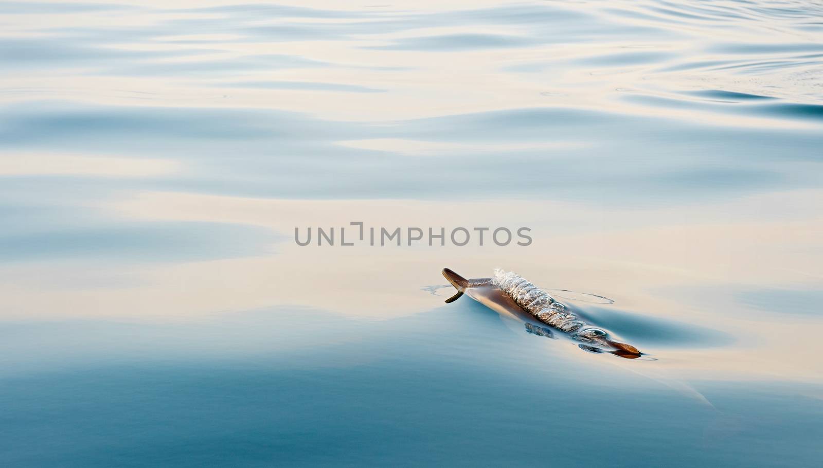 Dolphin, swimming in the ocean by SURZ