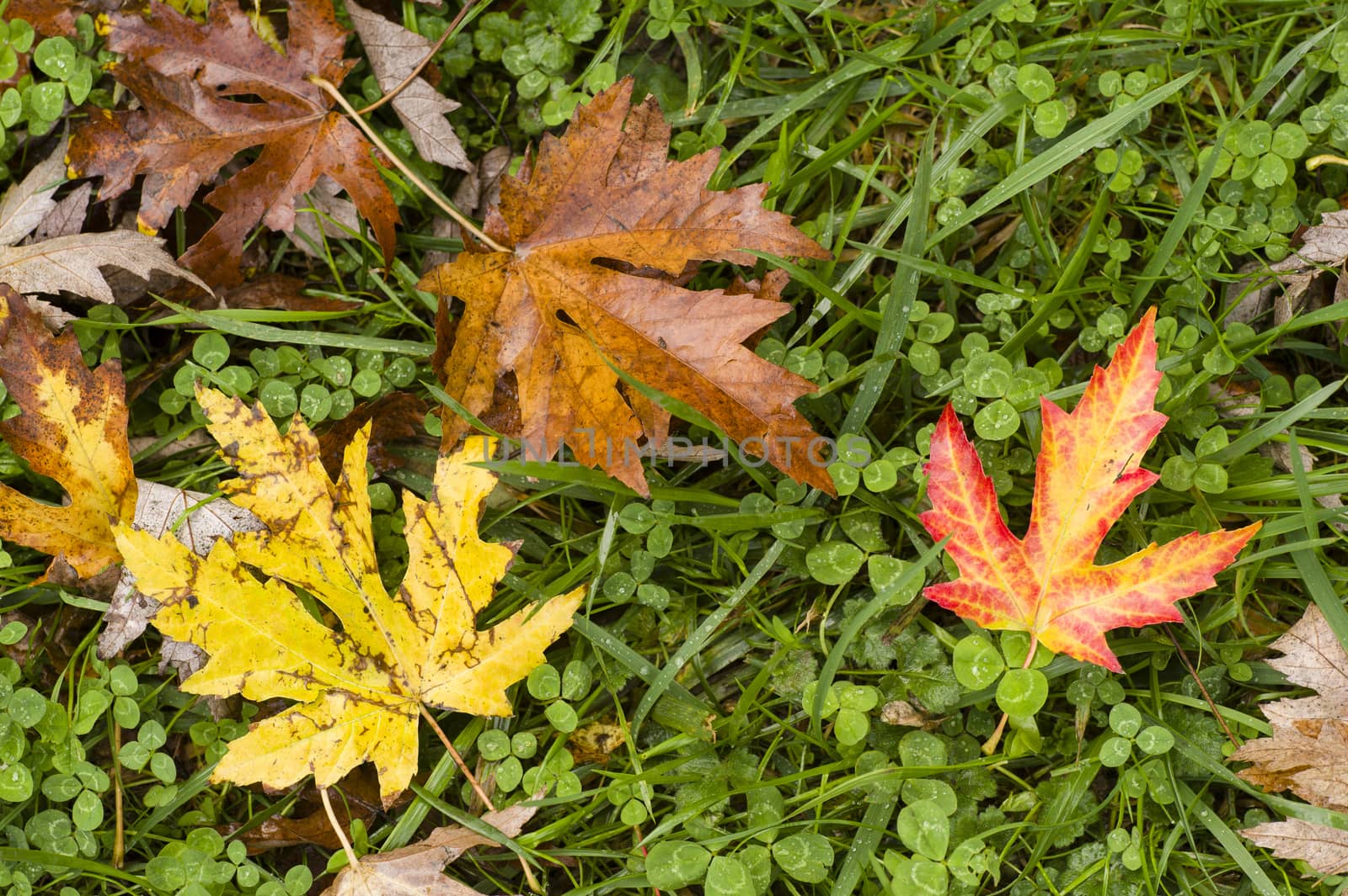 Leaves fallen on ground in Autumn season