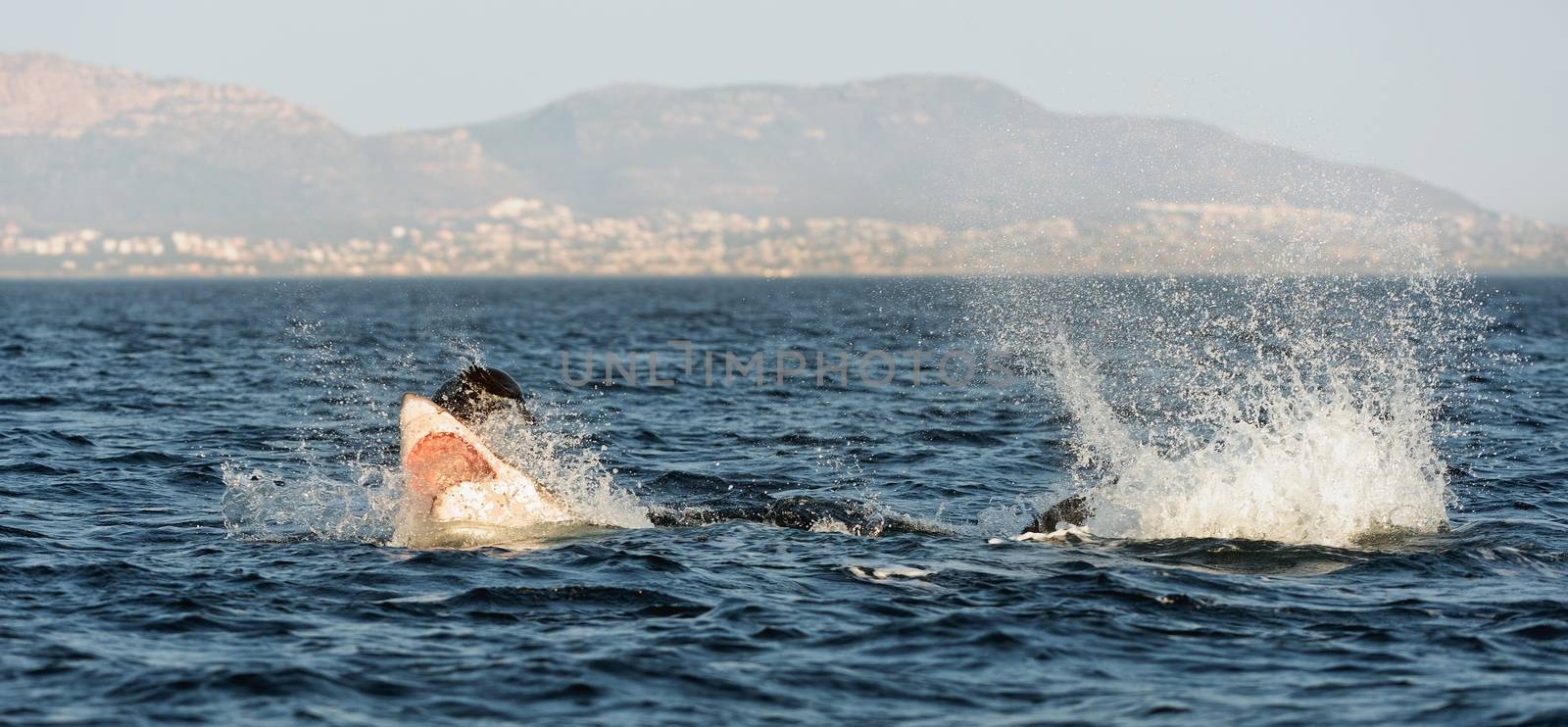 Hunting of a Great White Shark (Carcharodon carcharias). South Africa 