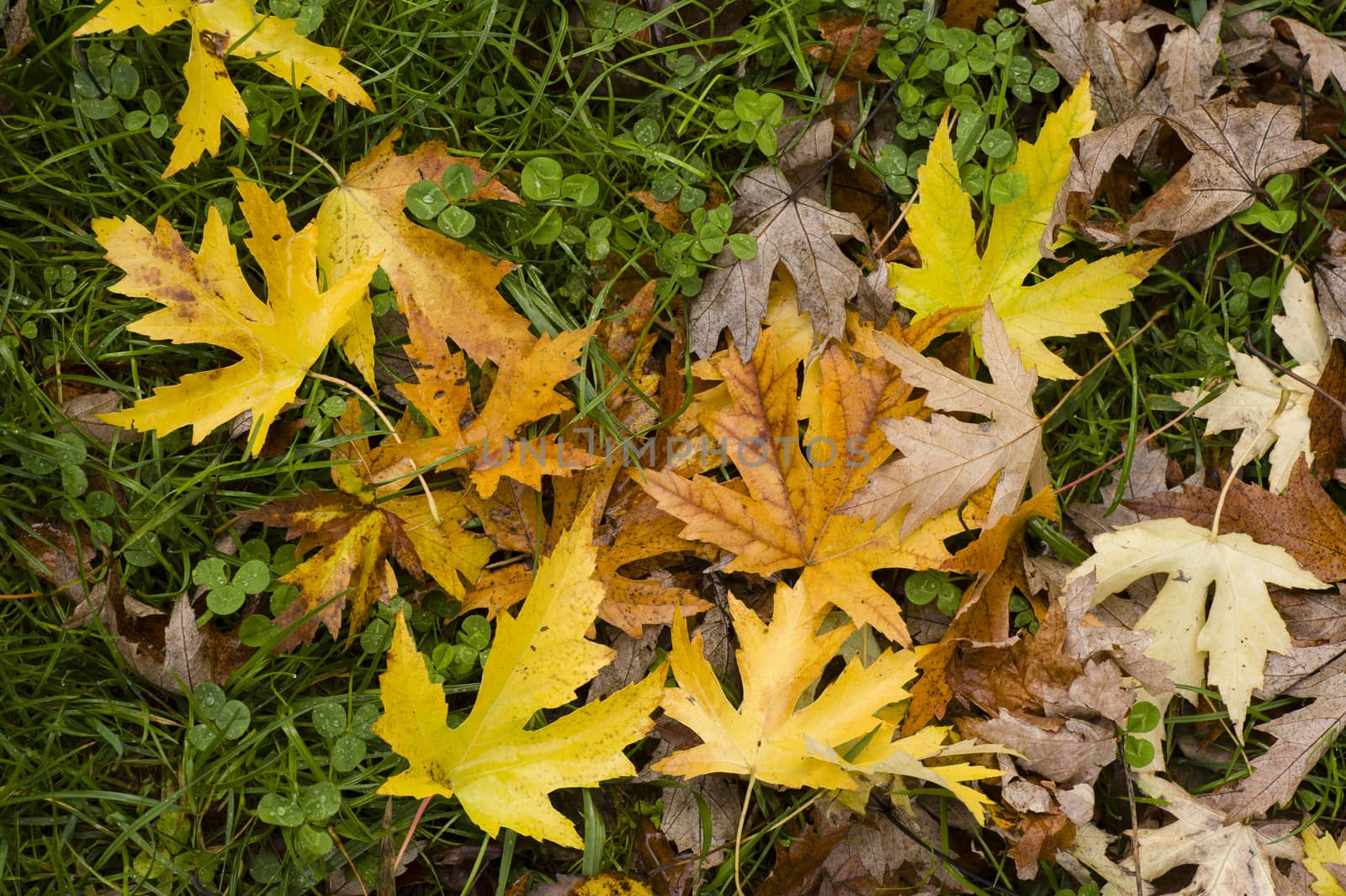Leaves fallen on ground in Autumn season