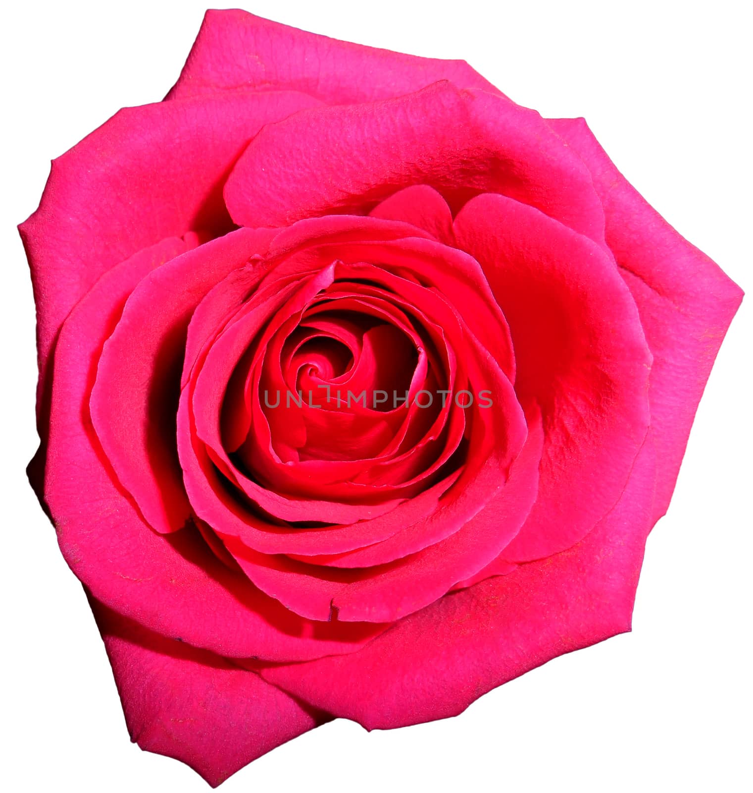 Isolated close up view of a pink rose.

Picture taken on November 25, 2014.