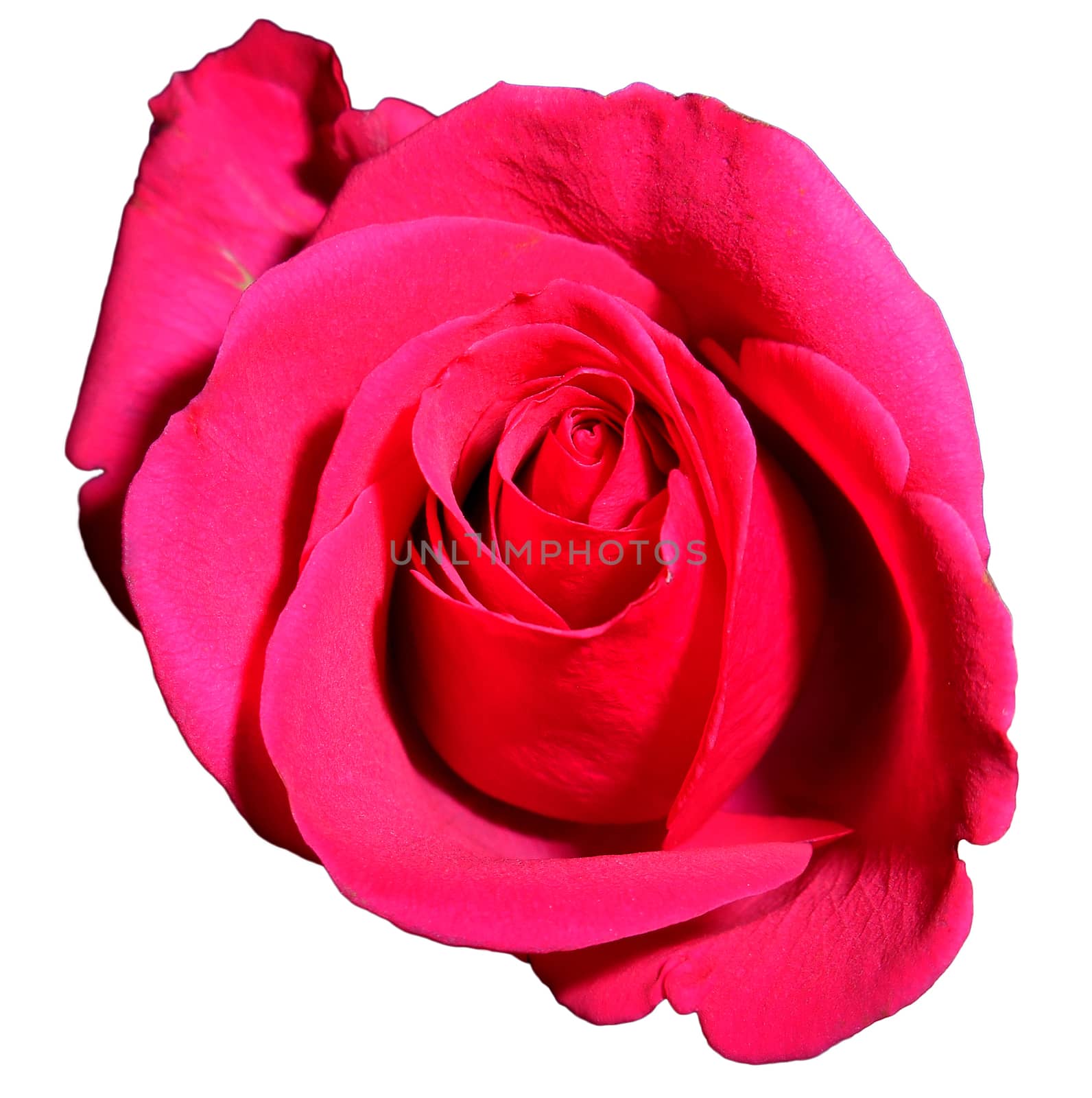 Isolated close up view of a pink rose.

Picture taken on November 25, 2014.