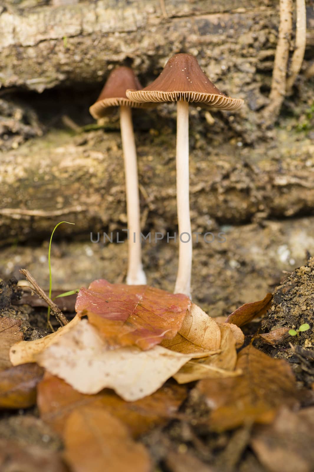 Brown Mushrooms growing on tree trunks in Autumn