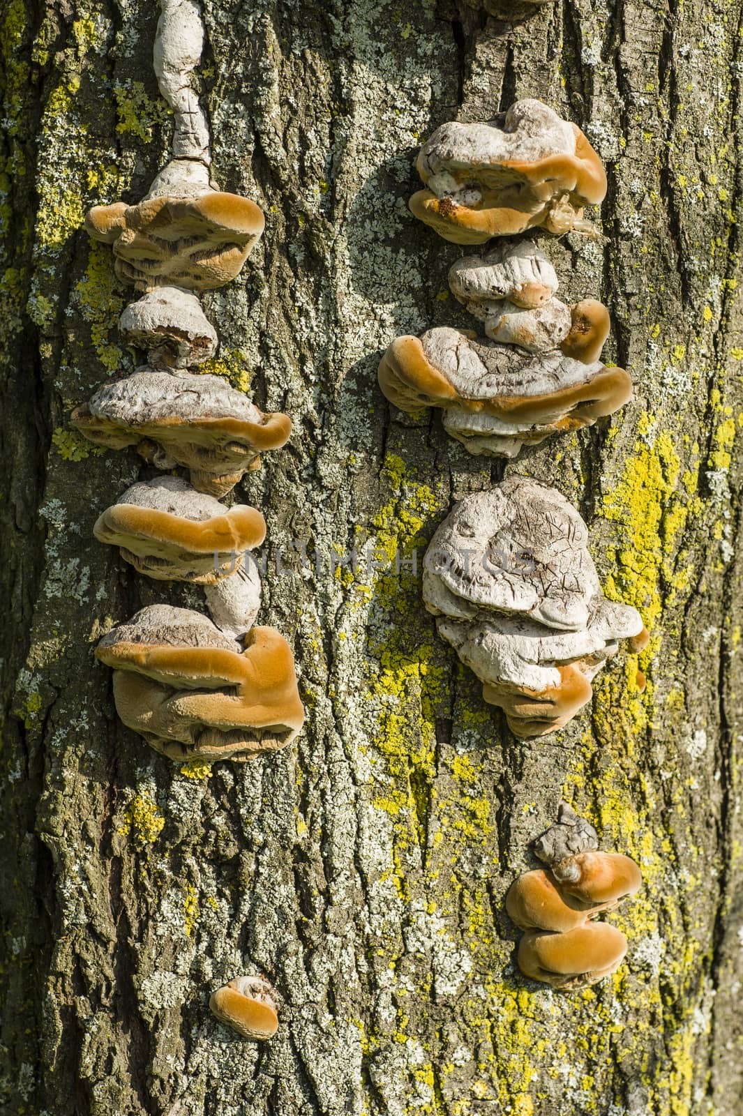 Brown Mushrooms growing on tree trunks in Autumn