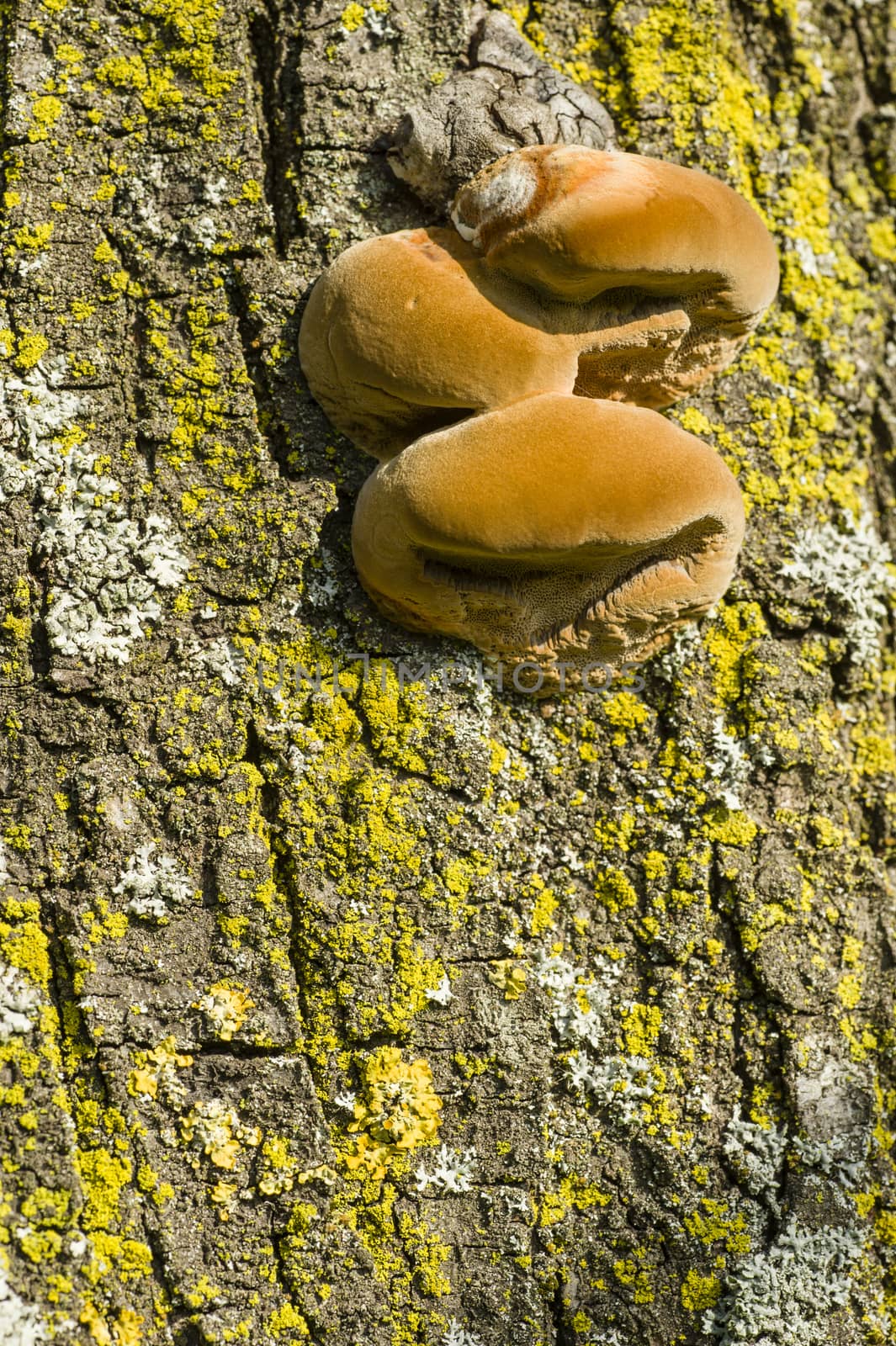 Brown Mushrooms growing on tree trunks in Autumn