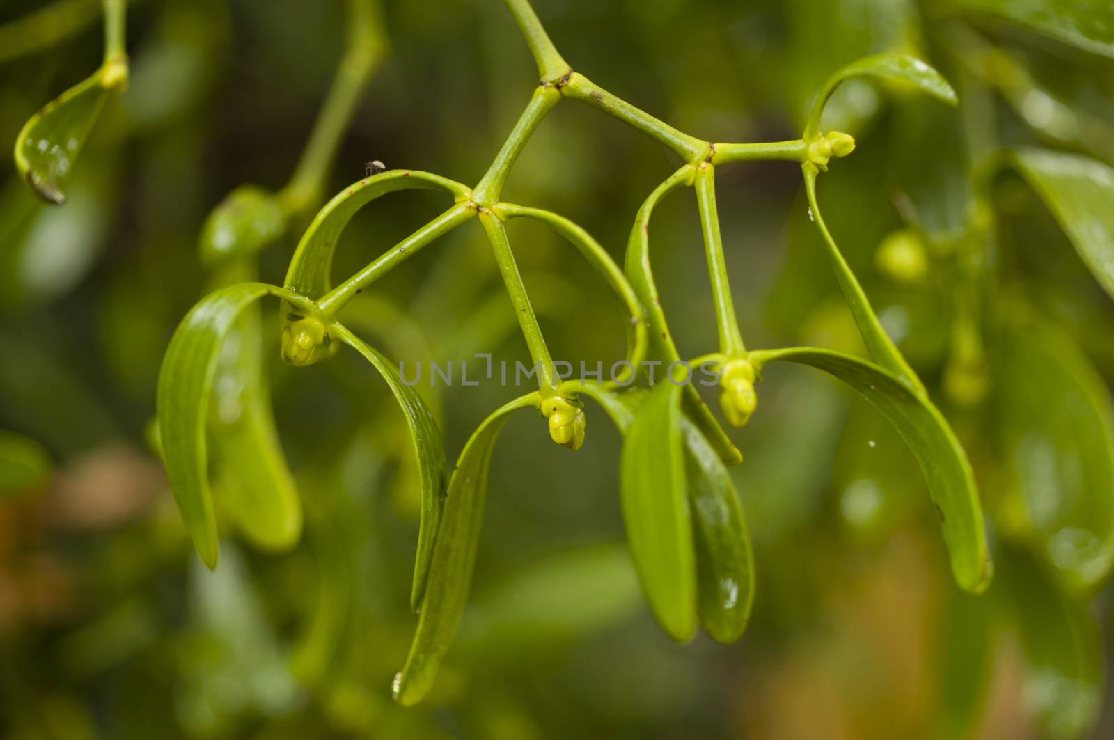 Viscum album is a species of mistletoe in the family Santalaceae, commonly known as European mistletoe