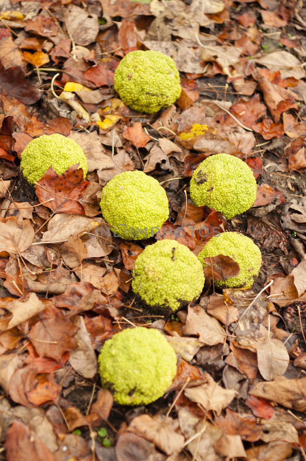 Maclura pomifera tree fruits on ground, commonly called Osage orange, hedge apple, horse apple, monkey ball.