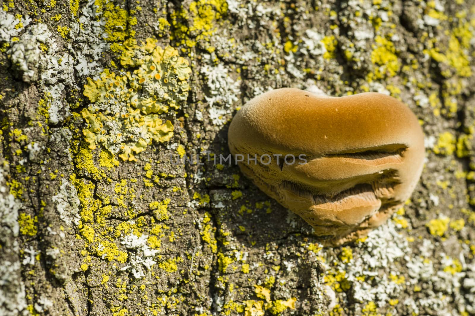 Brown Mushrooms growing on tree trunks in Autumn