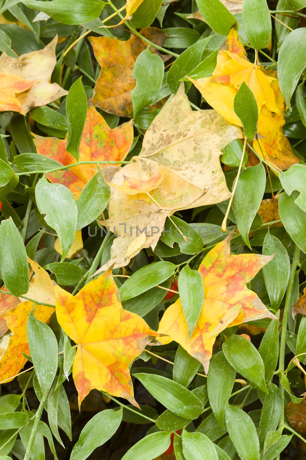 Leaves fallen on ground in Autumn season