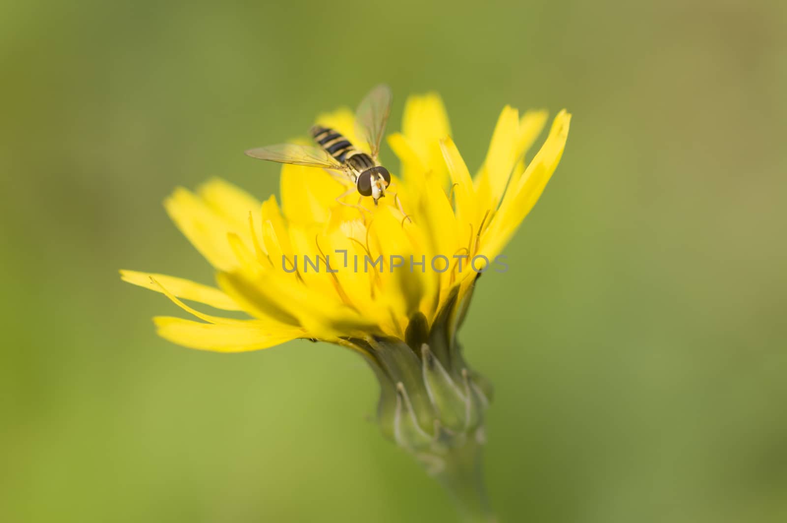 Syrphid fly on dandelion yellow flower