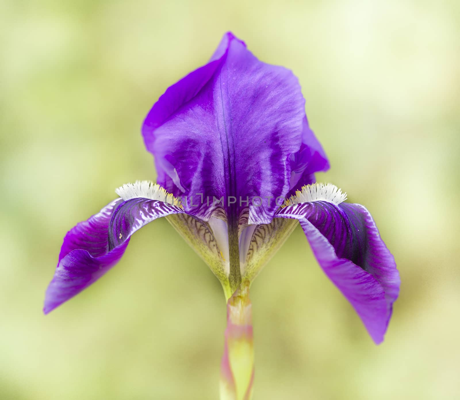 Blue and purple iris flowers on light background