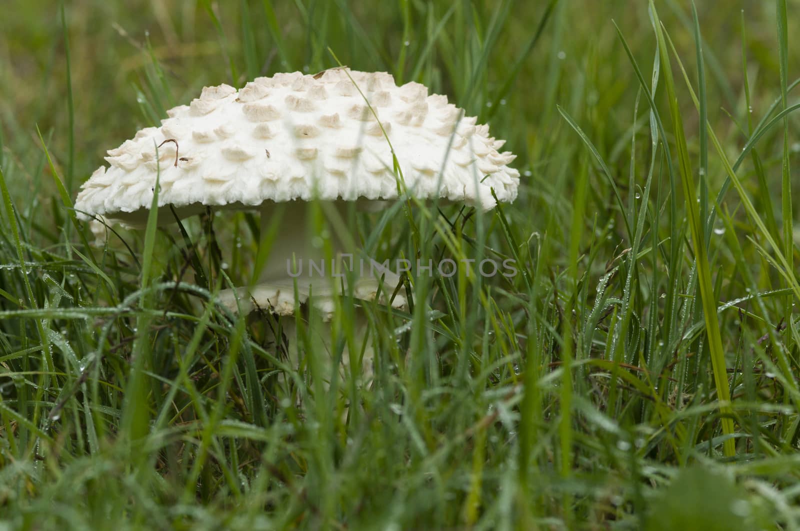 Amanita vittadinii mushroom on green grass
