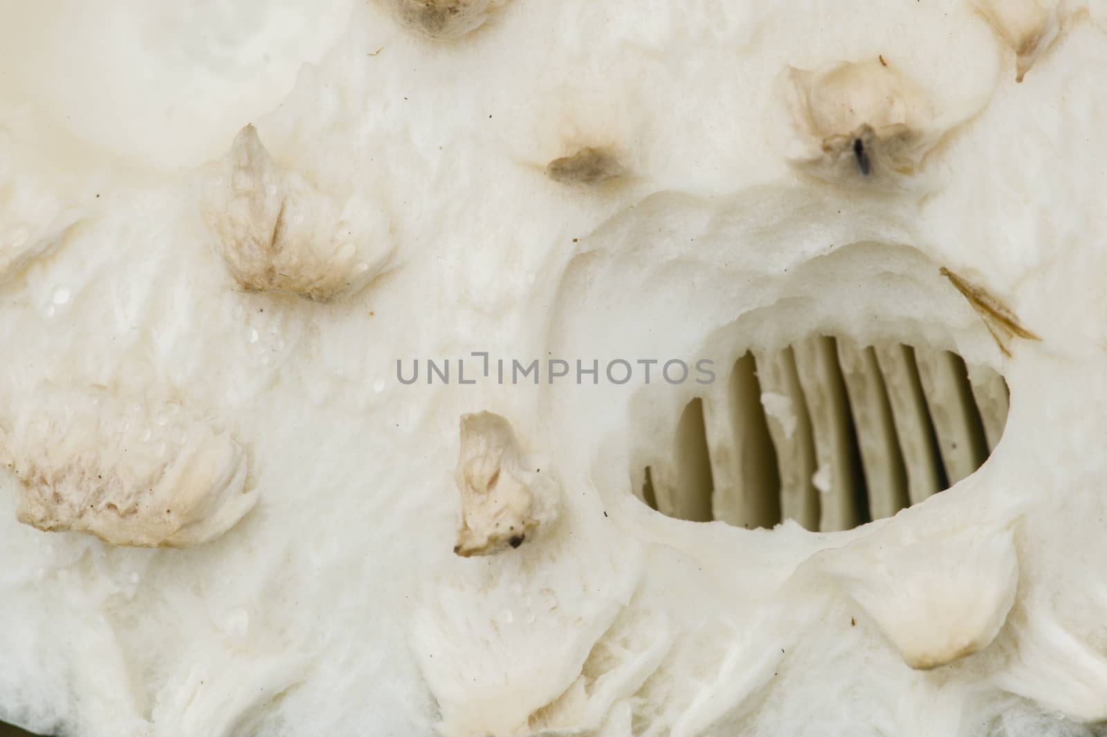 Amanita vittadinii mushroom cap with hole and gills