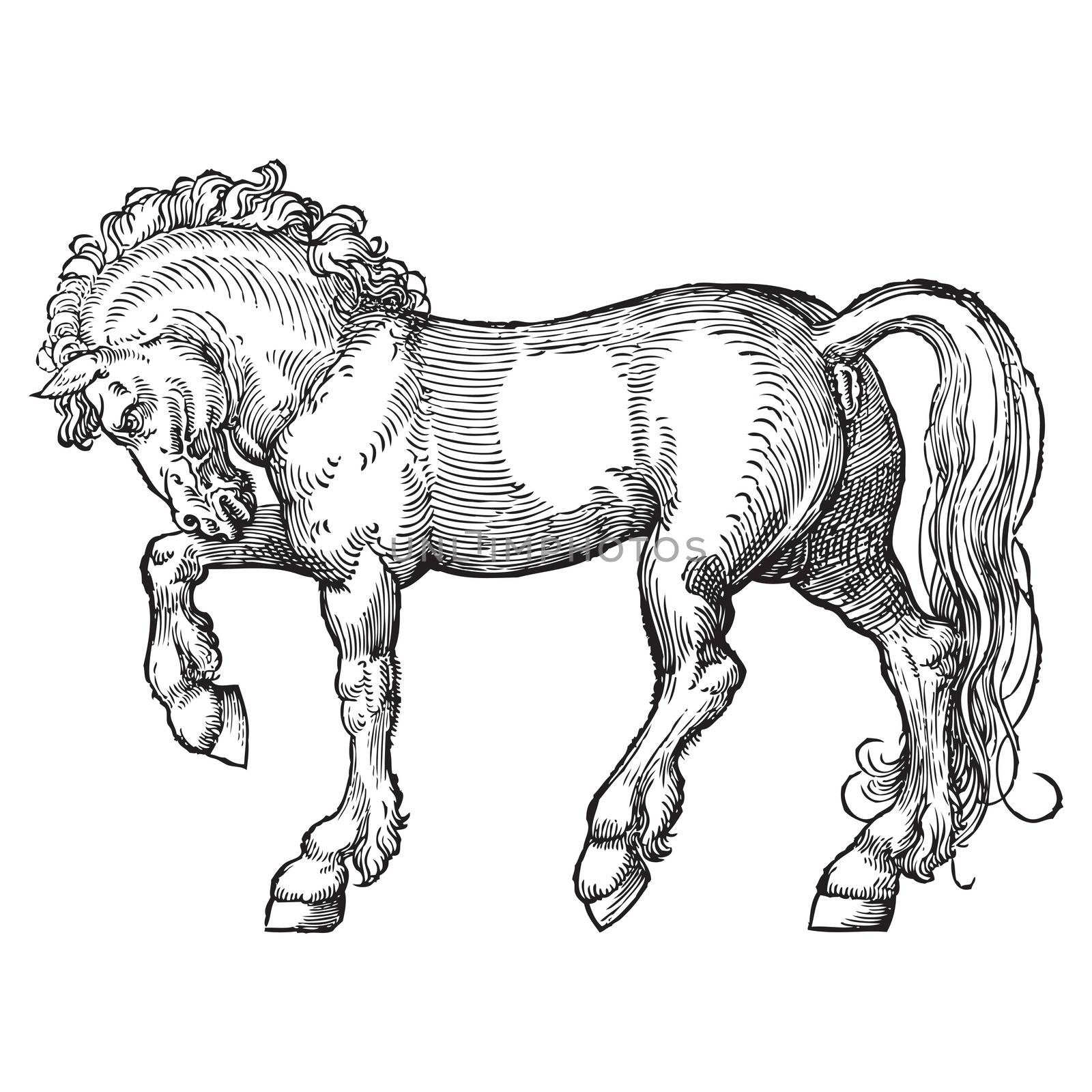 Ancient style engraving of a signle horse isolated on white