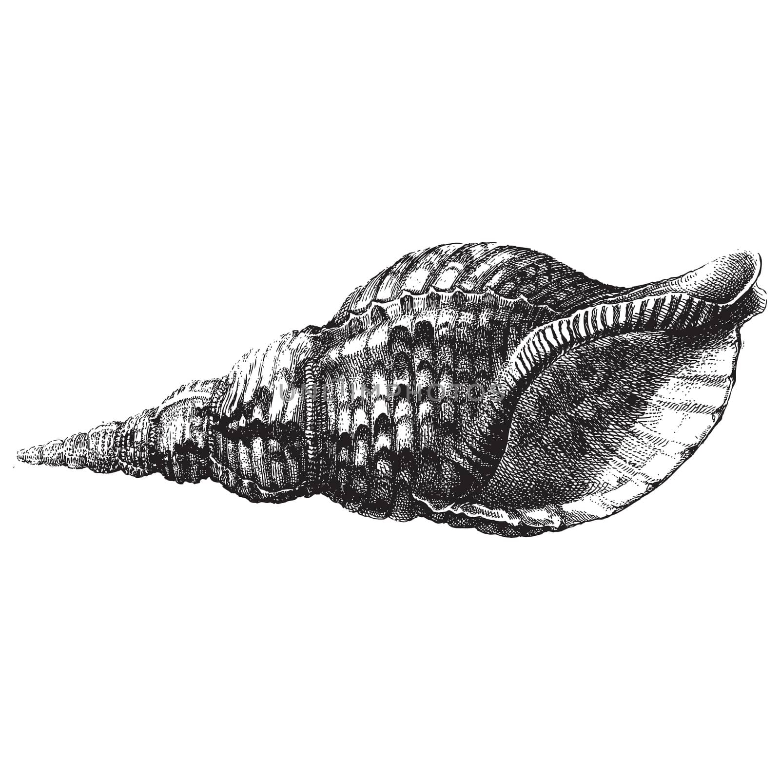Sea shell by HypnoCreative