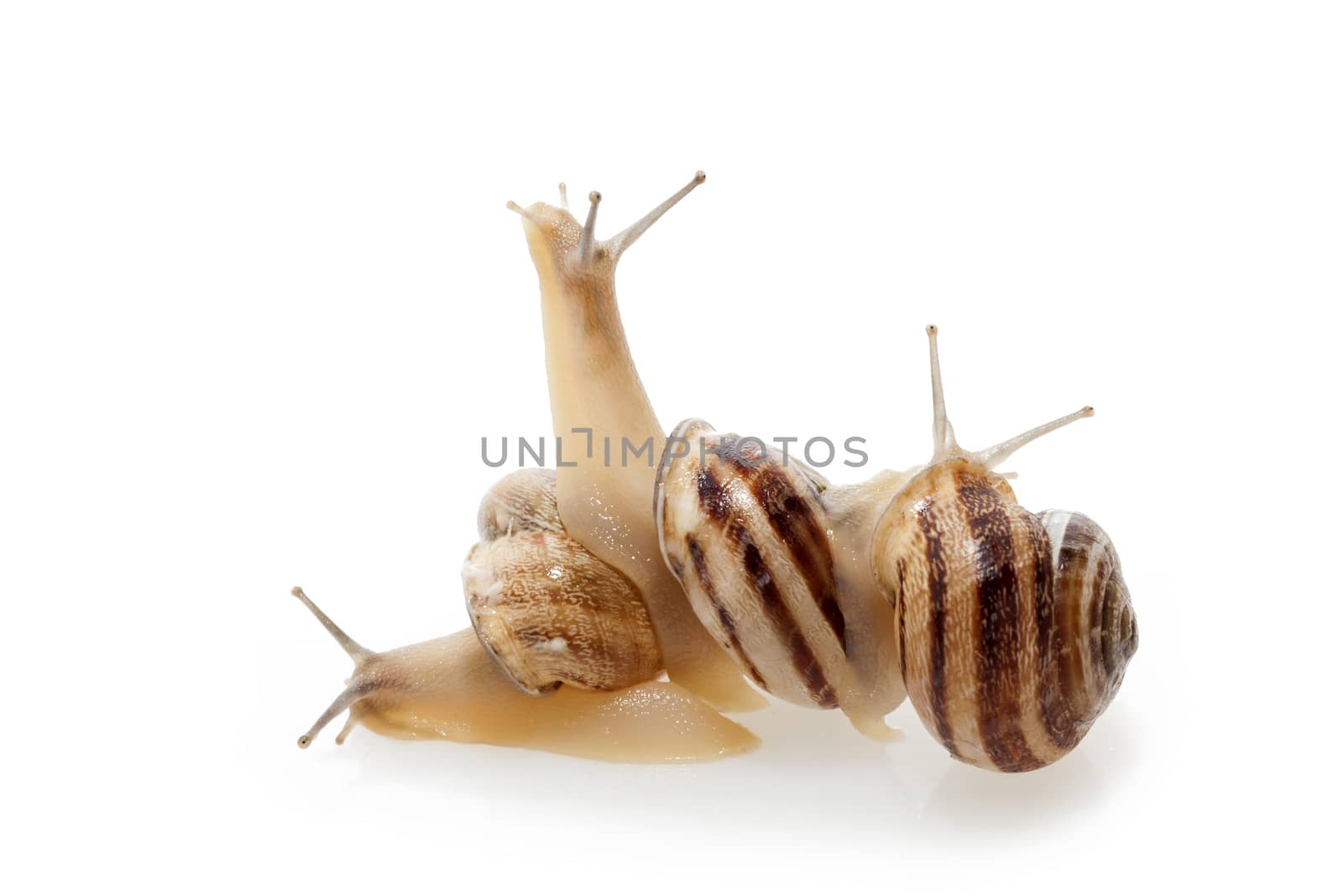 Set of the garden snail in front of white background