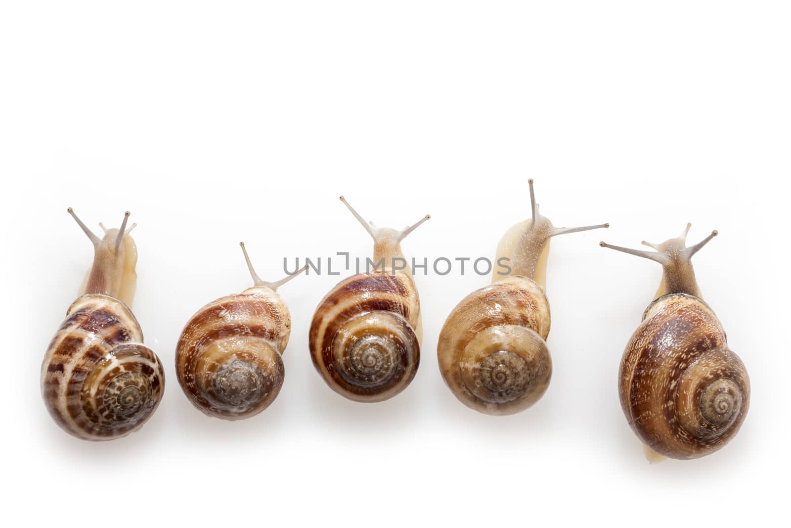 Set of the garden snail in front of white background