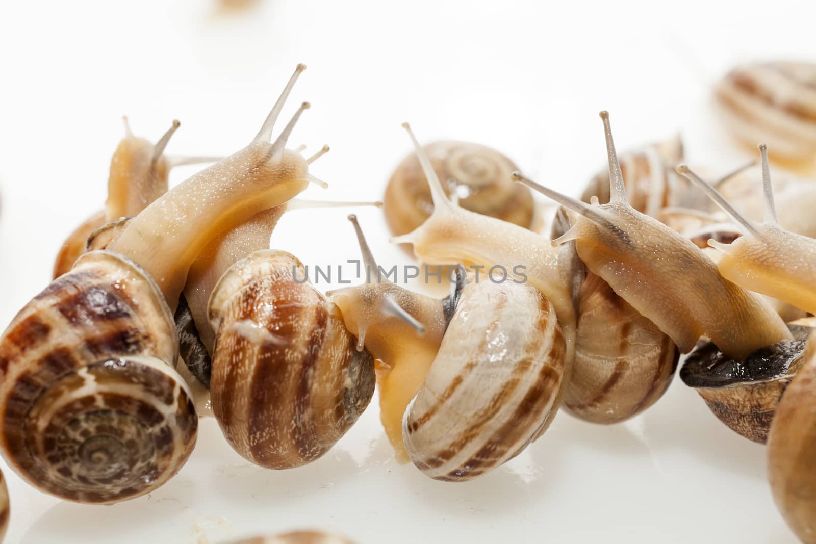 Set of the garden snail in front of white background