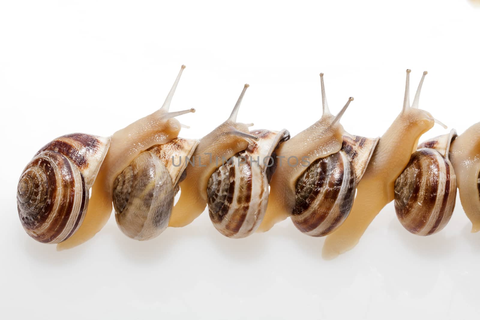 Set of the garden snail in front of white background