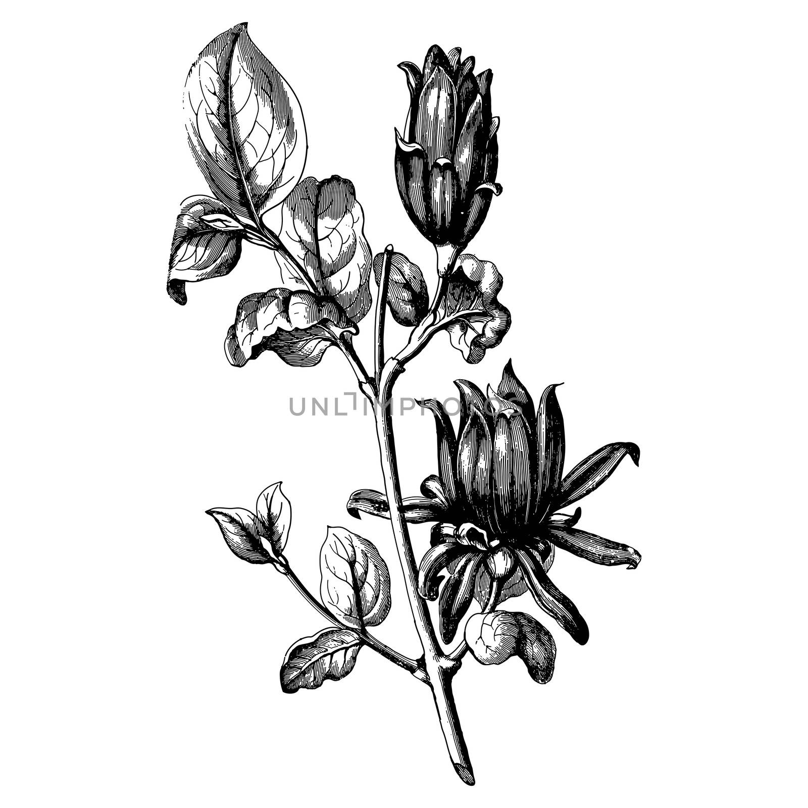 Vintage etching vector illustration of a bouquet of flowers