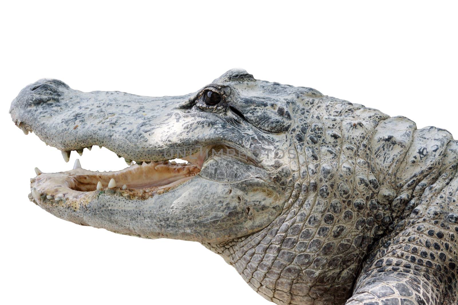Crocodile with sharp teeth isolated on white background
