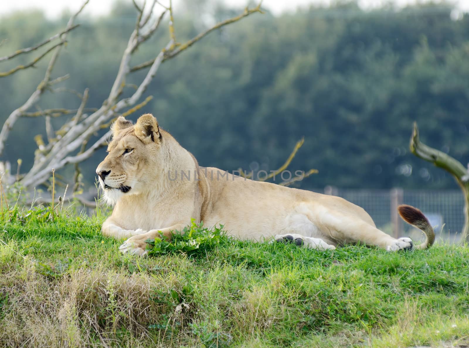 Lioness laying on grass looking alert