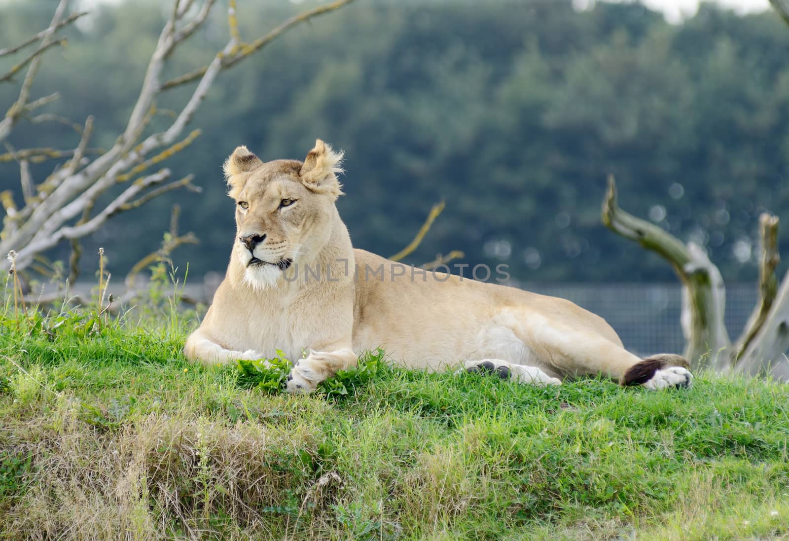 Lioness looking alert lays on the ground