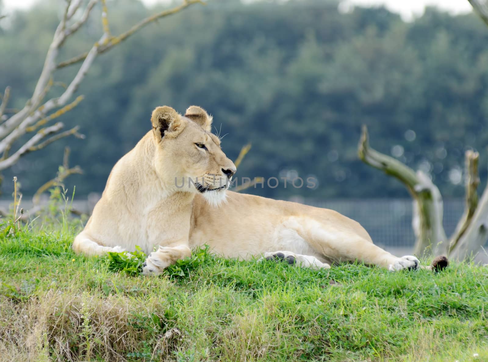 Lioness Looking by kmwphotography