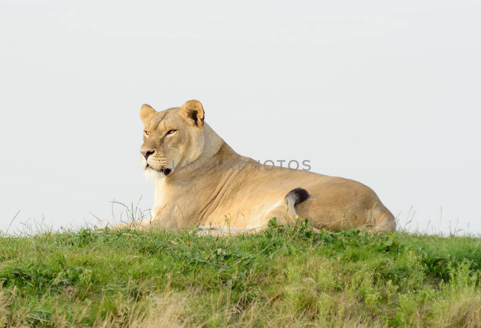 Lioness on a hill resting and watching alert