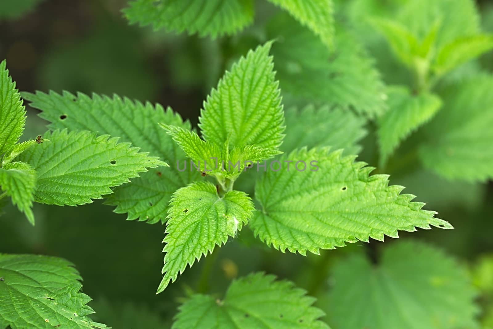 Nettle plant closeup in the forest