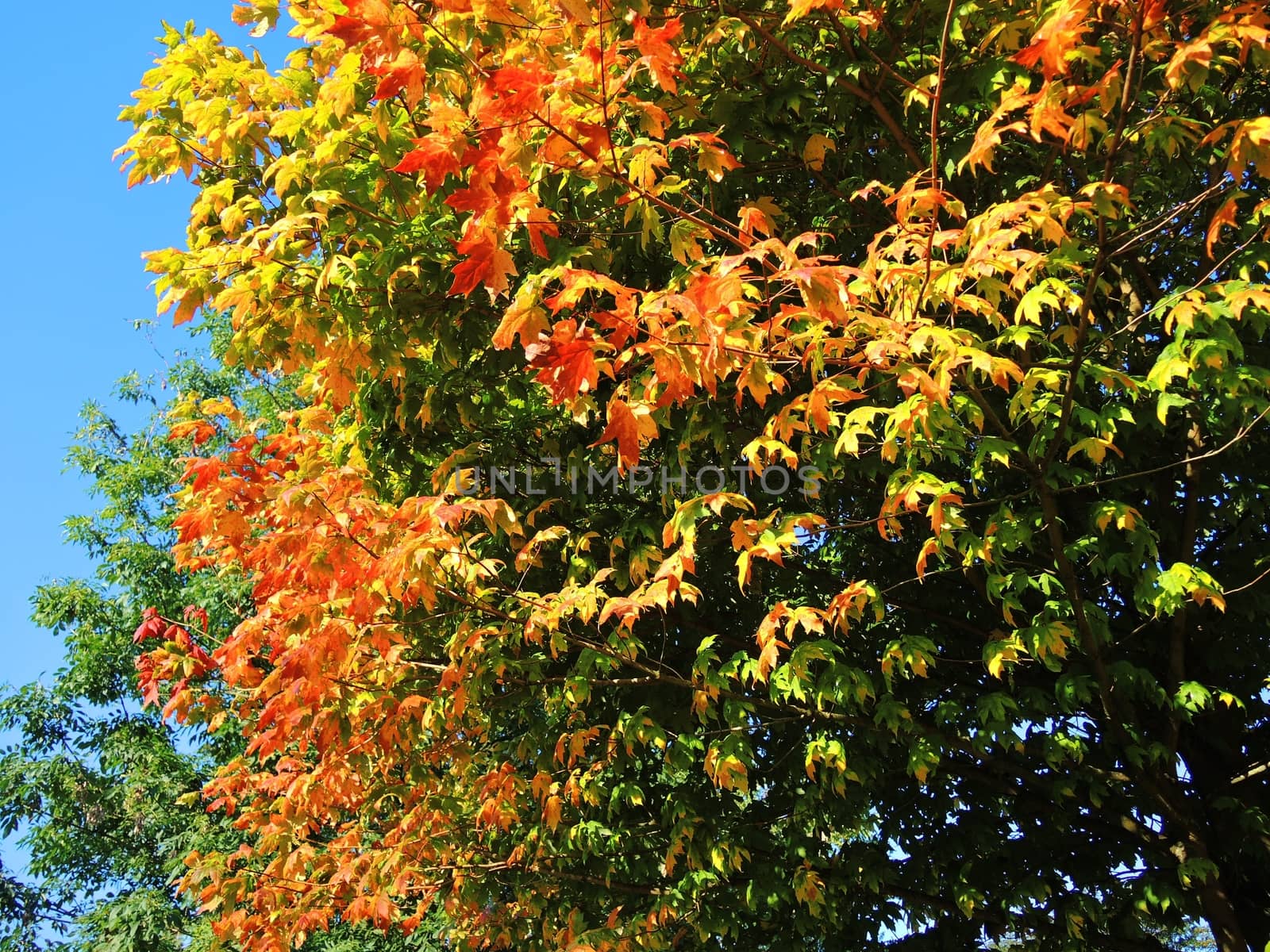 A close-up image of colourful Autumn leaves.