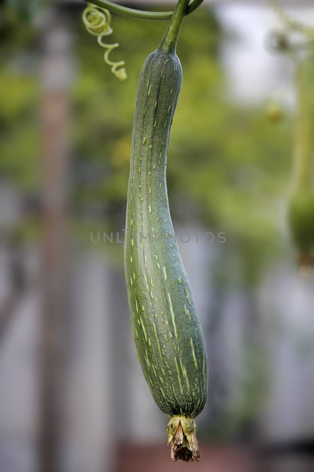 Luffa aegyptiaca, aka Egyptian cucumber by yands