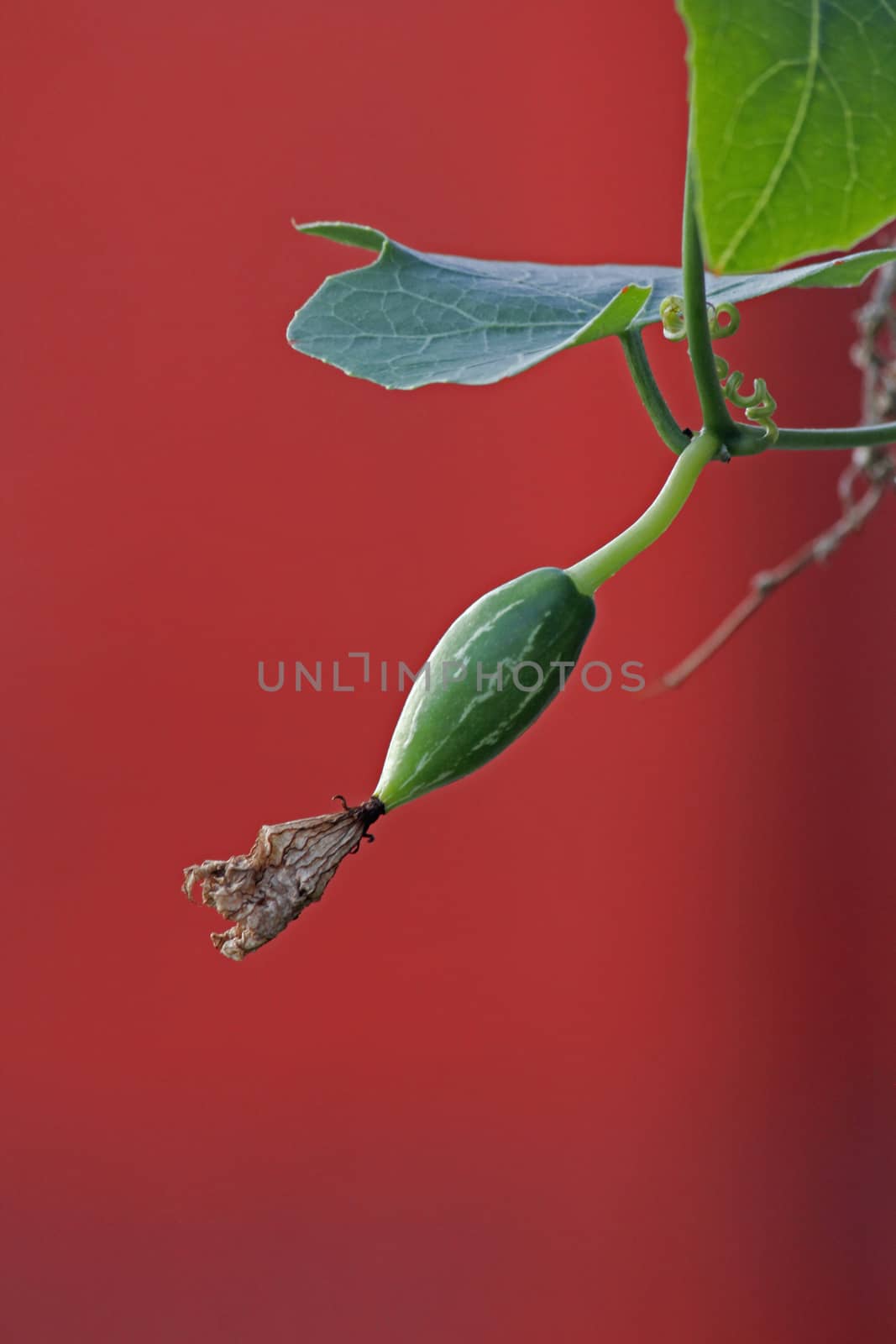 Coccinia grandis, the ivy gourd, also known as baby watermelon, little gourd, gentleman's toes, tindora or sometimes inaccurately identified as gherkin, is a tropical vine.