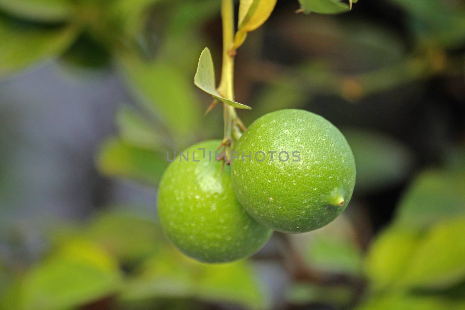 The lemon, Citrus �� limon, C. limon is a small evergreen tree native to Asia. The tree's ellipsoidal yellow fruit is used for culinary and non-culinary purposes throughout the world, primarily for its juice