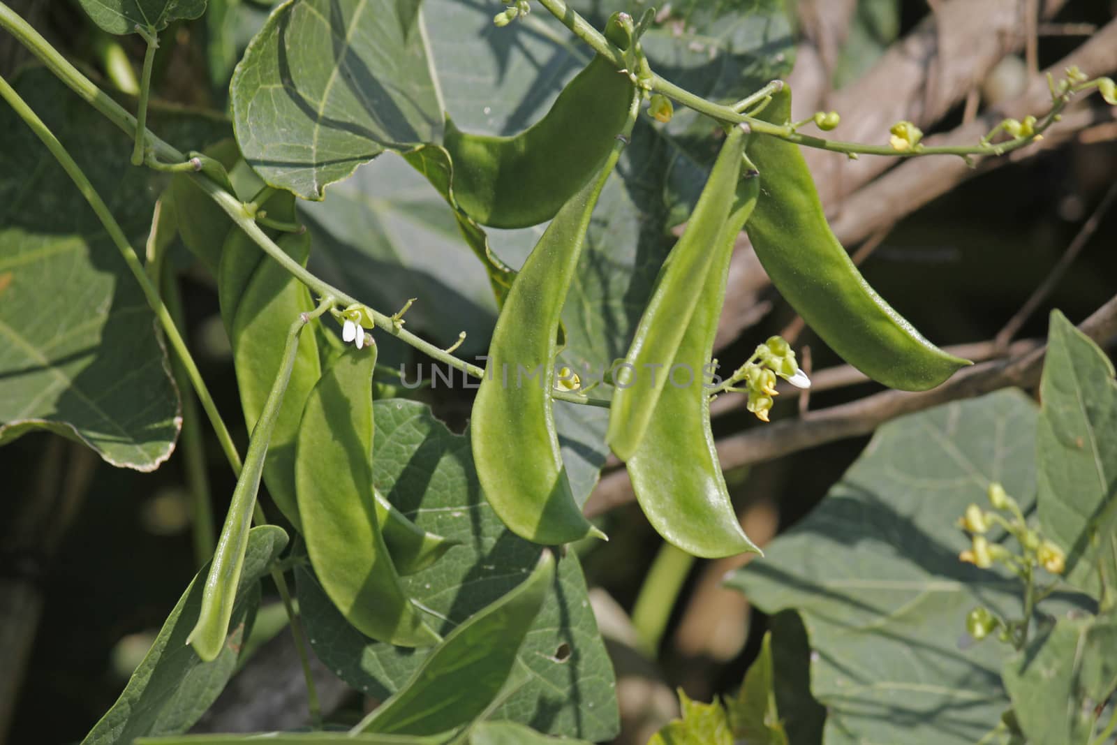 Phaseolus lunatus, butter bean, lima bean by yands