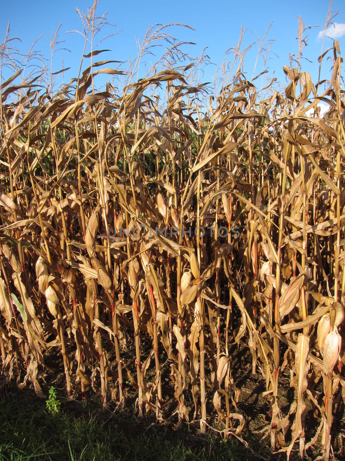 Ripe corn
