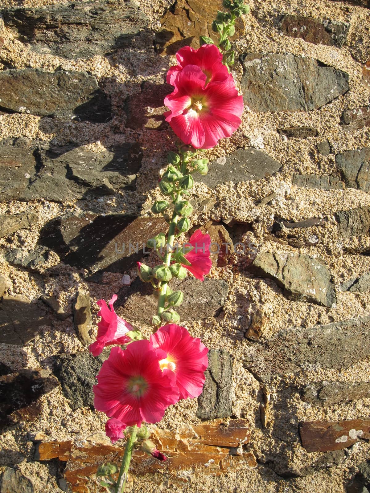  Garden hollyhock lcea Althea rosea