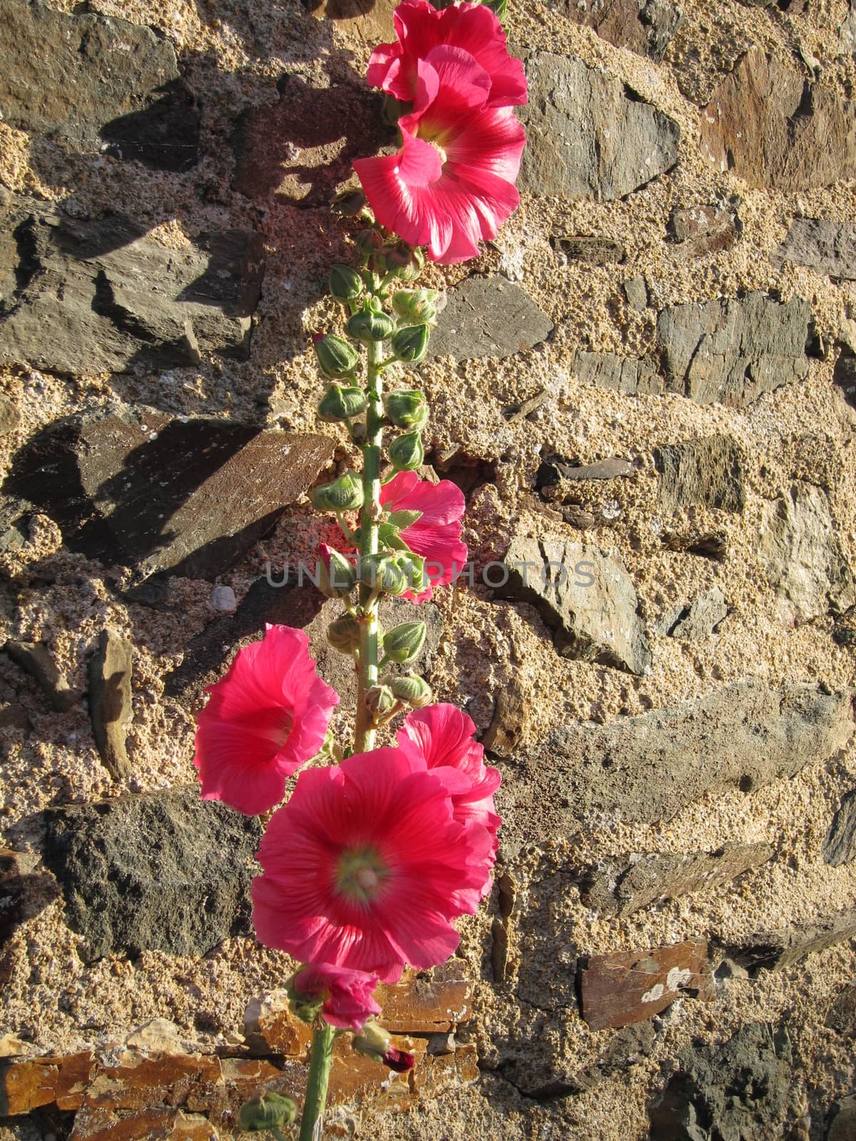  Garden hollyhock lcea Althea rosea