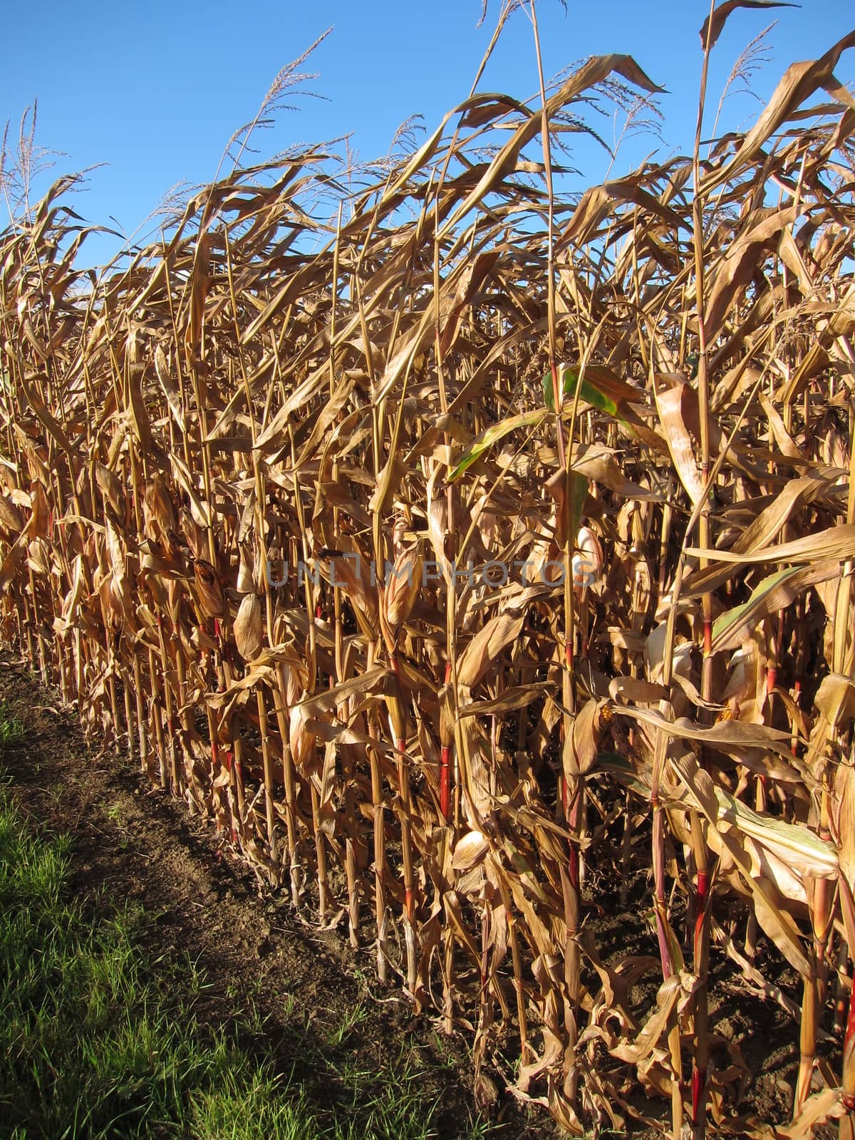 Ripe corn