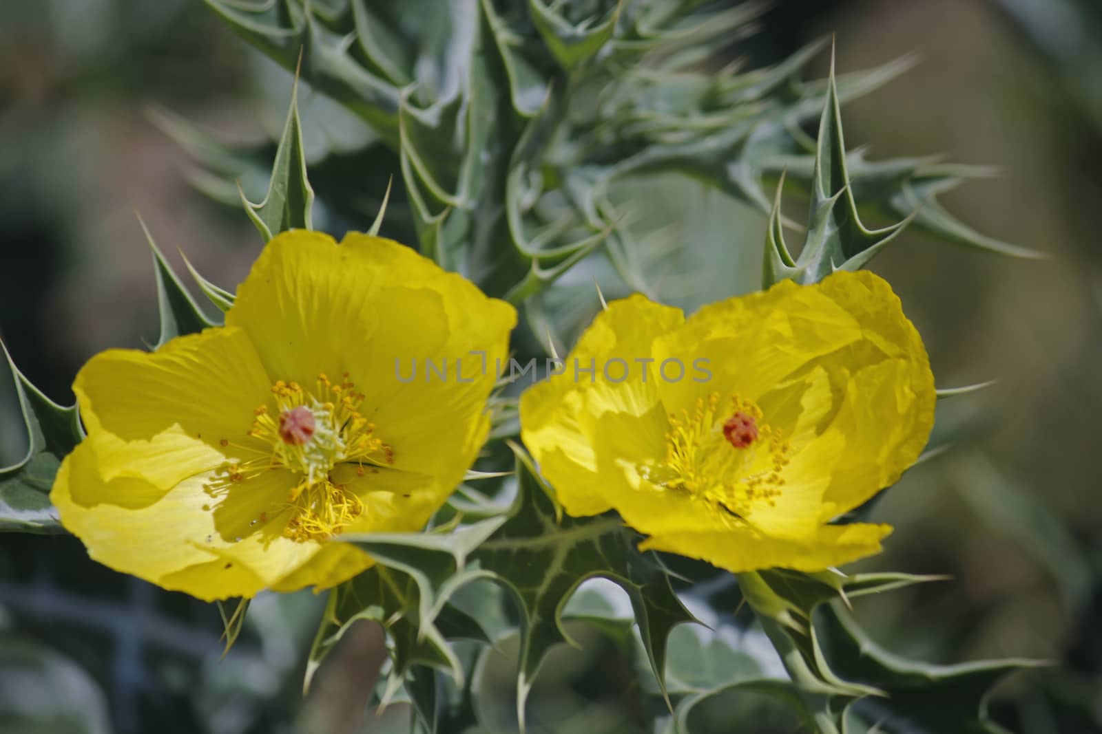Argemone mexicana, Mexican poppy, Mexican prickly poppy by yands