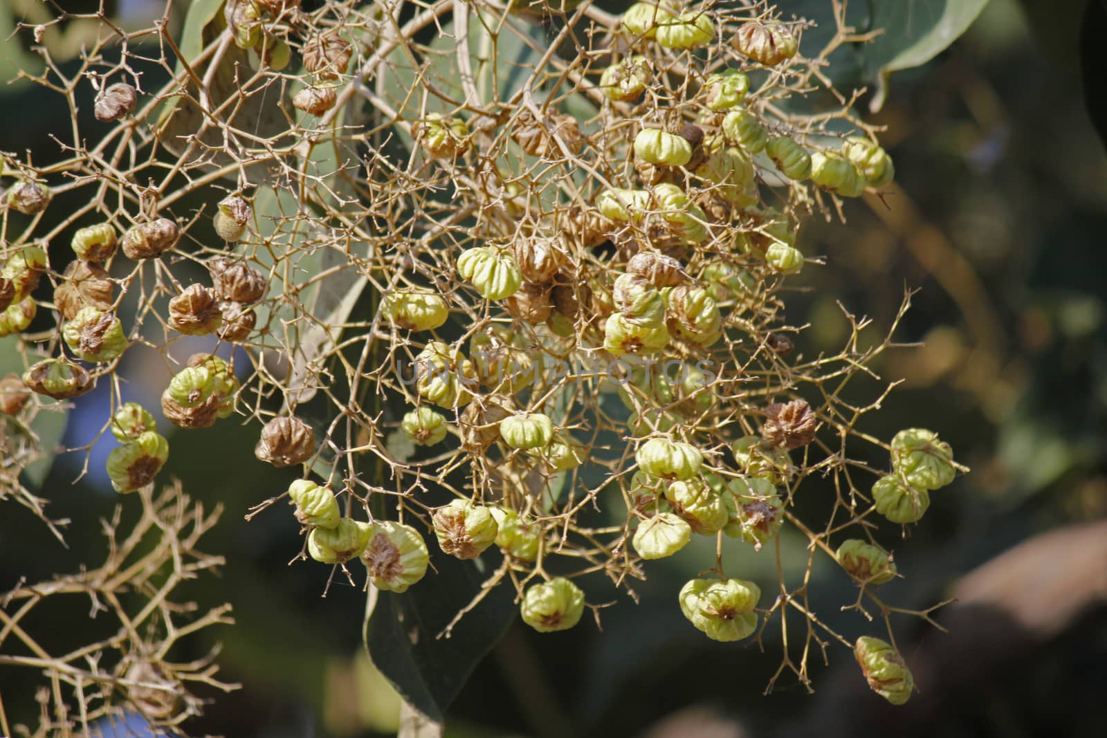 Teak, Tectona grandis. A very popular timber tree, it is a deciduous tree attaining a very large size.