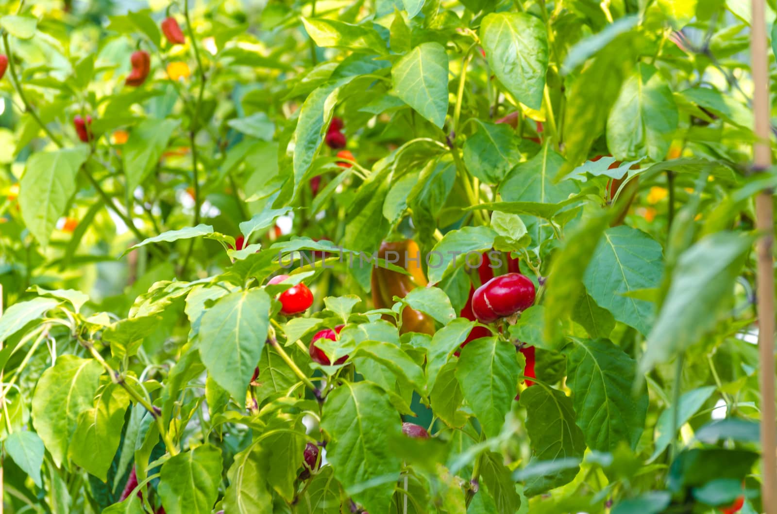 Red Bell Pepper Plant 