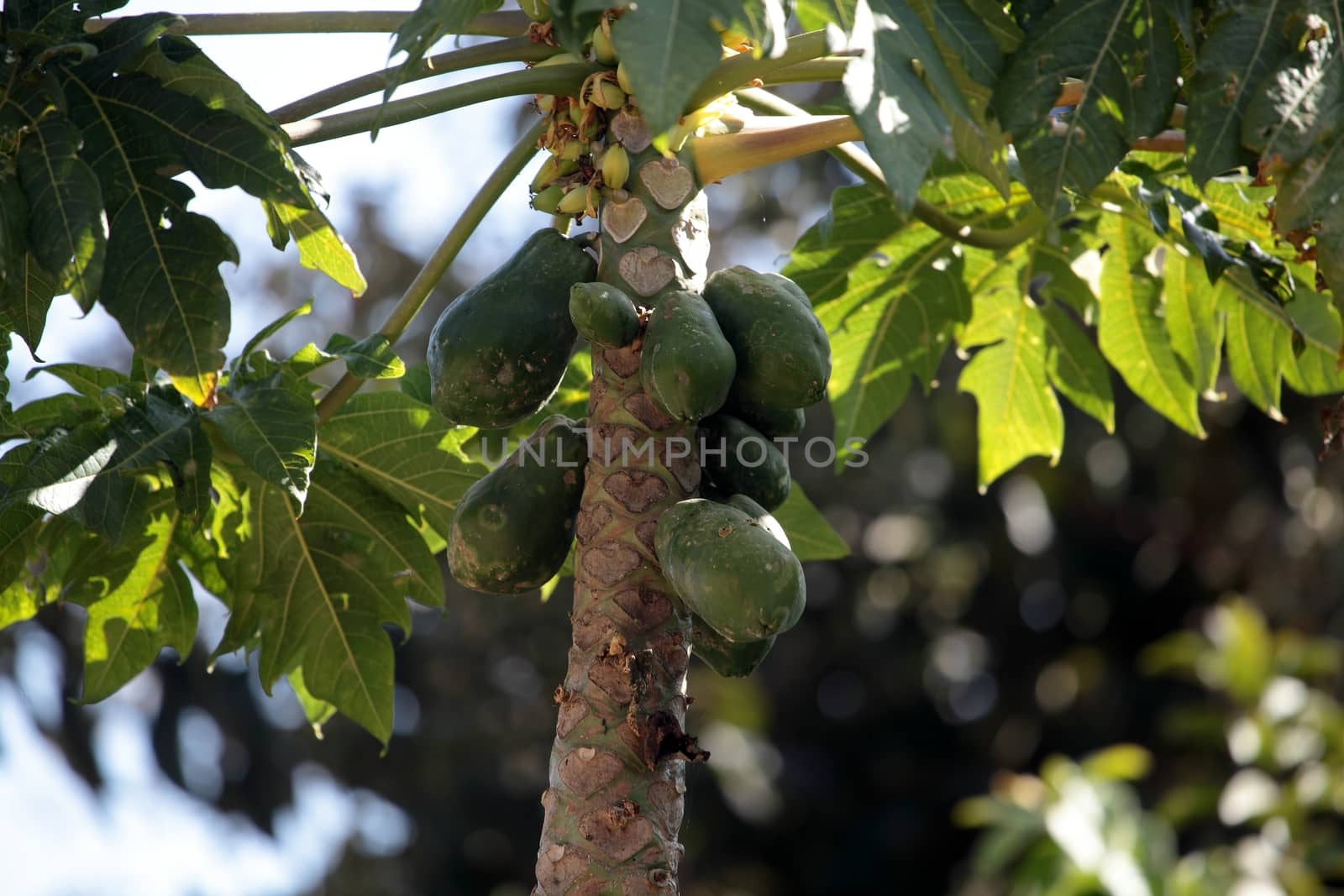 Papaya fruits on a tree in Ethiopia